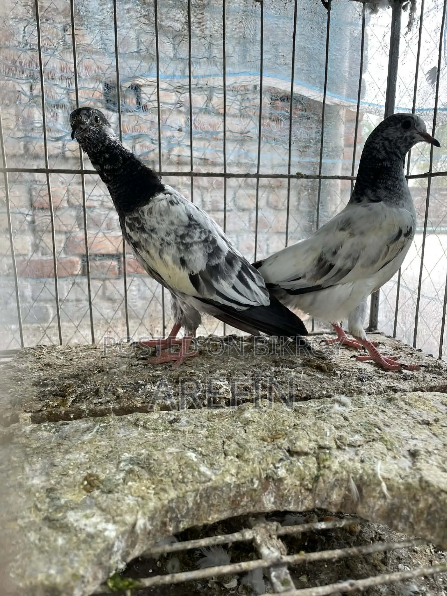 Teddy Pigeons