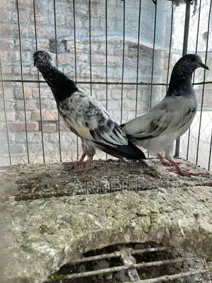 Teddy Pigeons