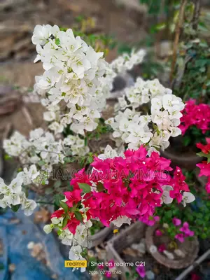 মিক্সড বাগানবিলাস।
