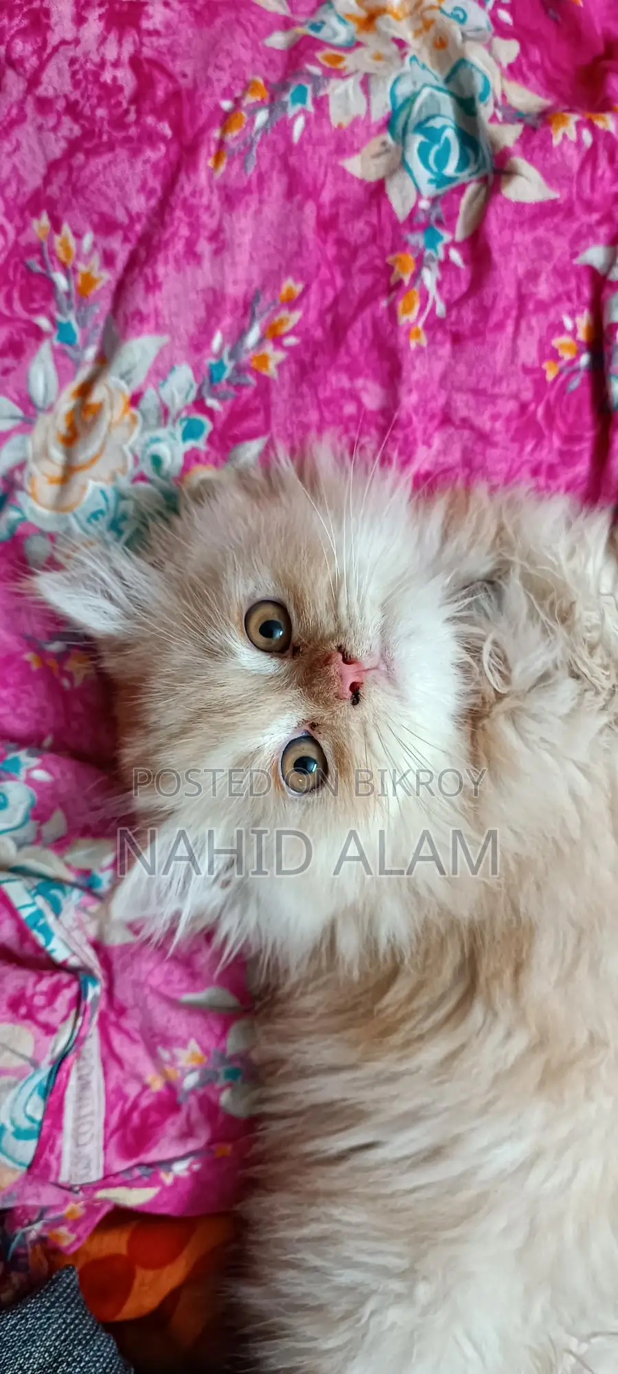 Persian Cat