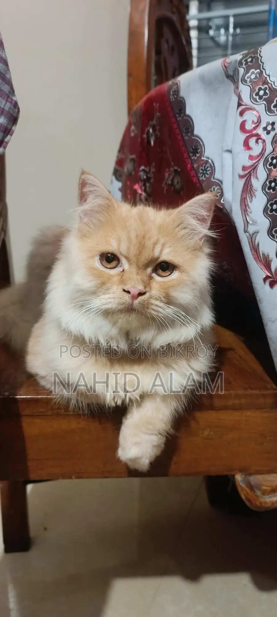 Persian Cat