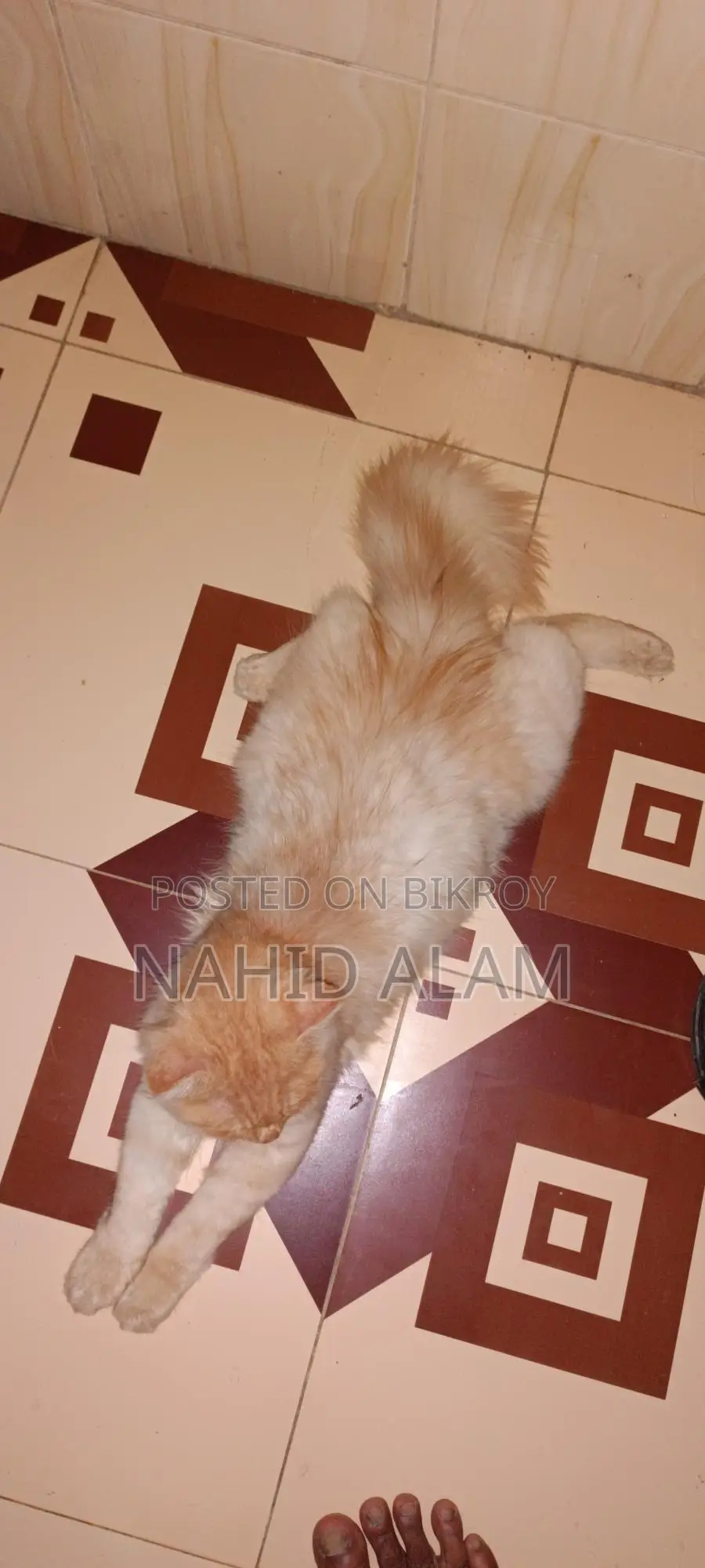Persian Cat