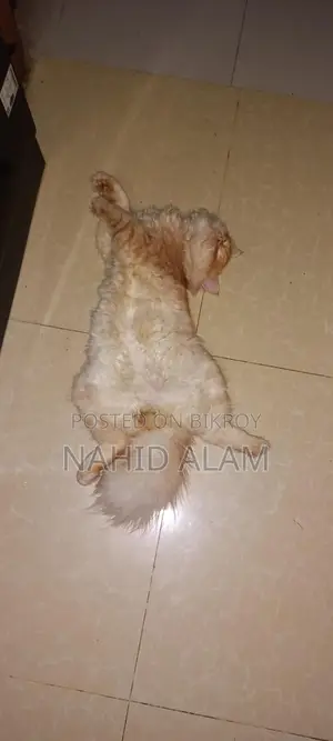 Persian Cat