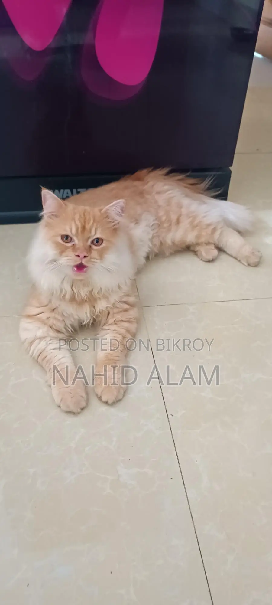 Persian Cat