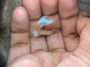 Blue Topaz Male Adult 2 Piece