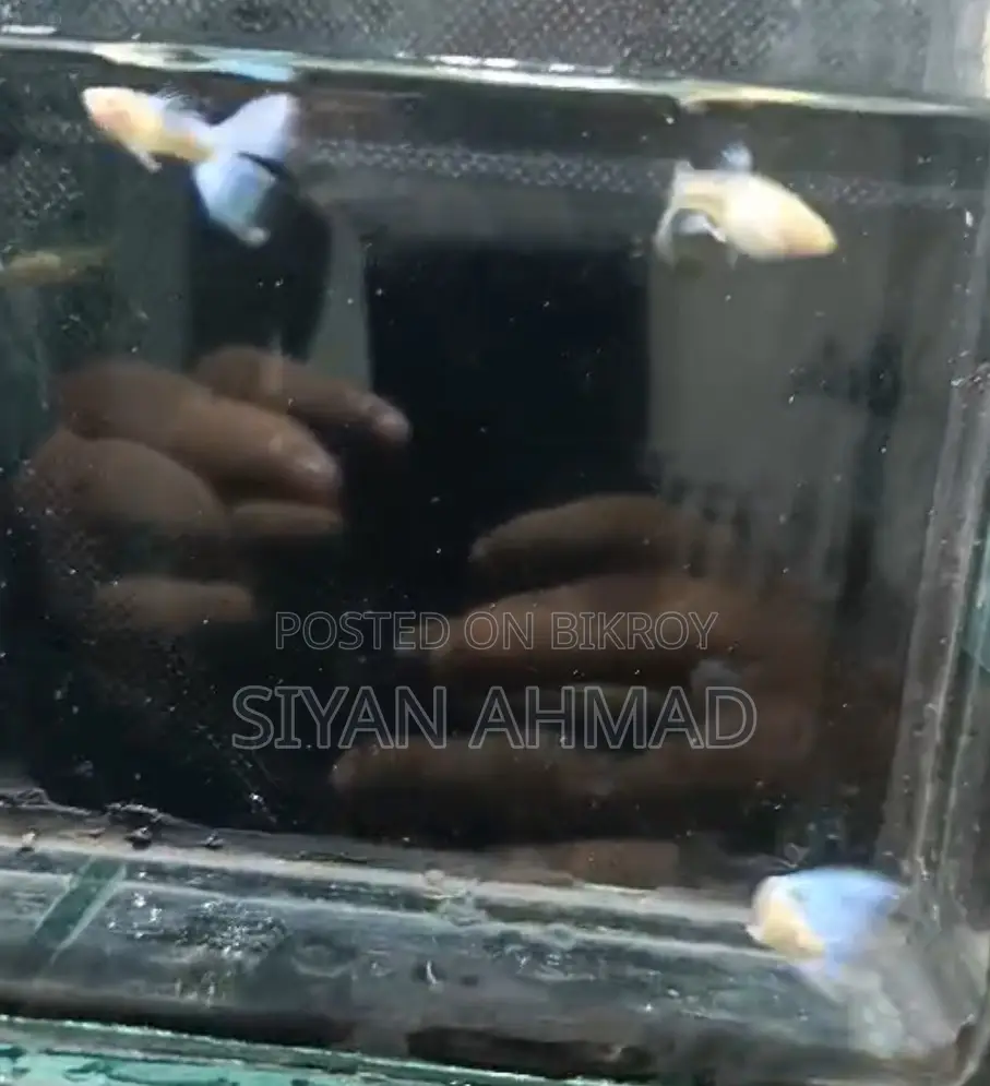 Blue Topaz Male Adult 2 Piece