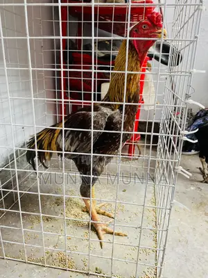 Active Fighting Rooster