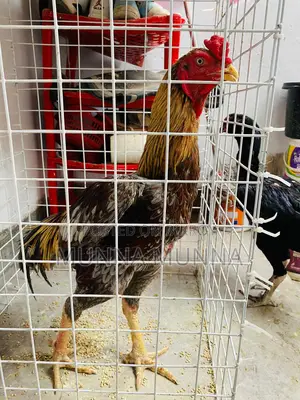 Active Fighting Rooster