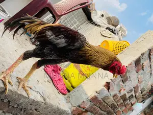 Active Fighting Rooster