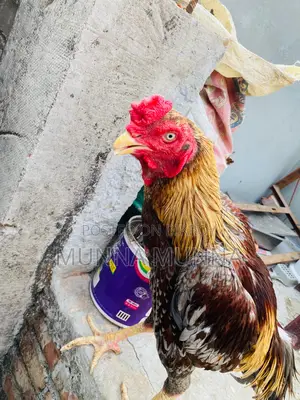 Active Fighting Rooster