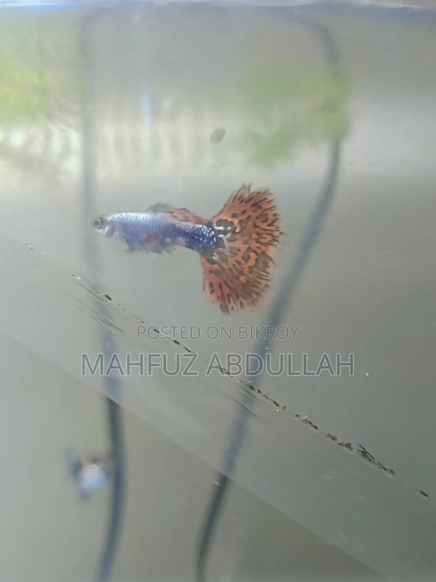 Halfmoon Dumbo Mosaic Guppy