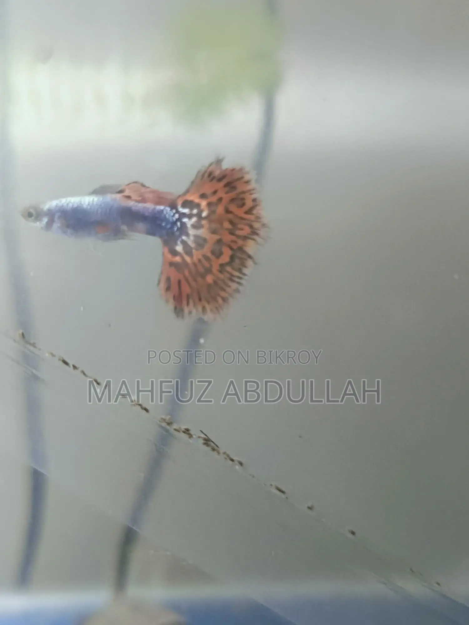 Halfmoon Dumbo Mosaic Guppy