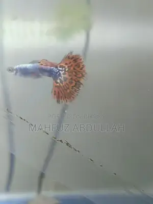 Halfmoon Dumbo Mosaic Guppy