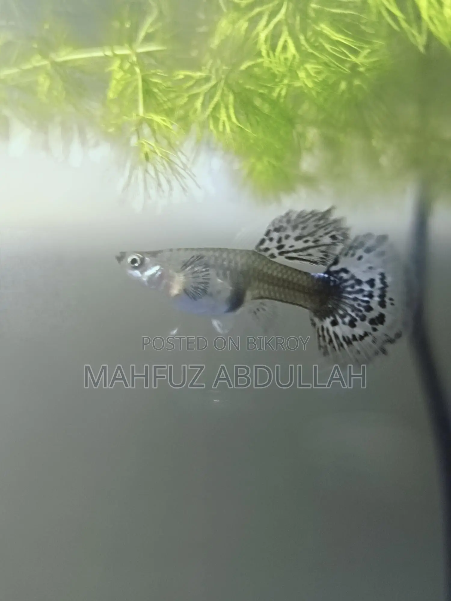 Halfmoon Dumbo Mosaic Guppy