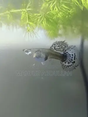 Halfmoon Dumbo Mosaic Guppy