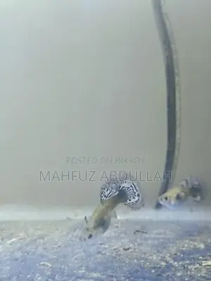 Halfmoon Dumbo Mosaic Guppy