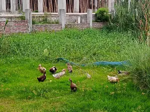 Egg-laying Muscovy ducks for sale.