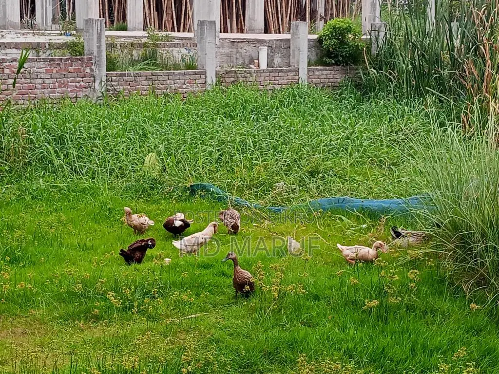 Egg-laying Muscovy ducks for sale.