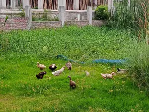 Egg-laying Muscovy ducks for sale.