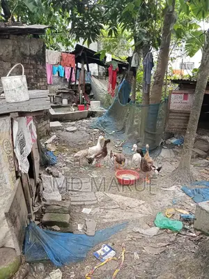Egg-laying Muscovy ducks for sale.