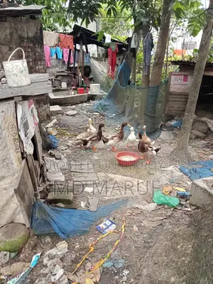 Egg-laying Muscovy ducks for sale.