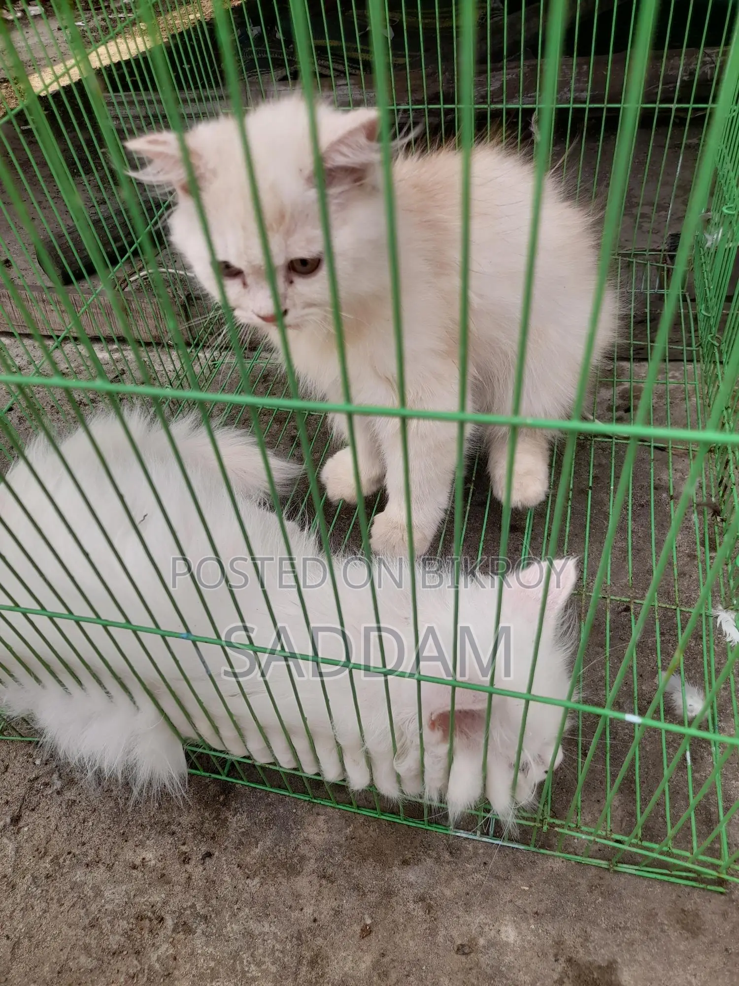 Persian Cat