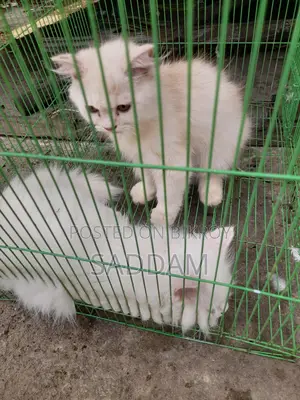 Persian Cat