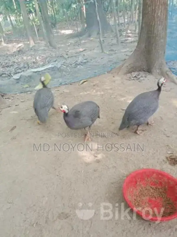 1 piece Guinea fowl for sale