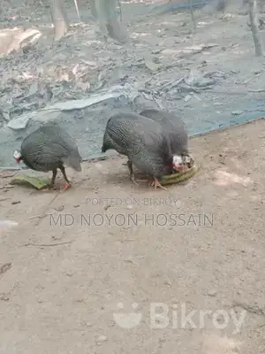 1 piece Guinea fowl for sale
