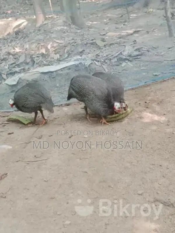 1 piece Guinea fowl for sale