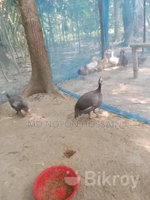 1 piece Guinea fowl for sale