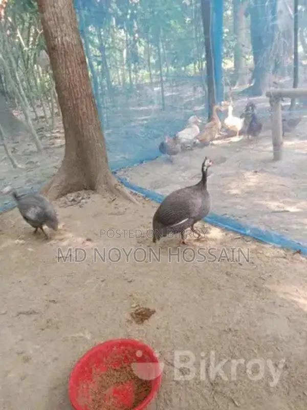 1 piece Guinea fowl for sale
