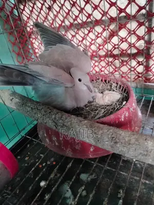 A pair of Australian Dove birds with chicks