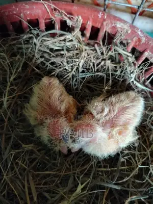 A pair of Australian Dove birds with chicks