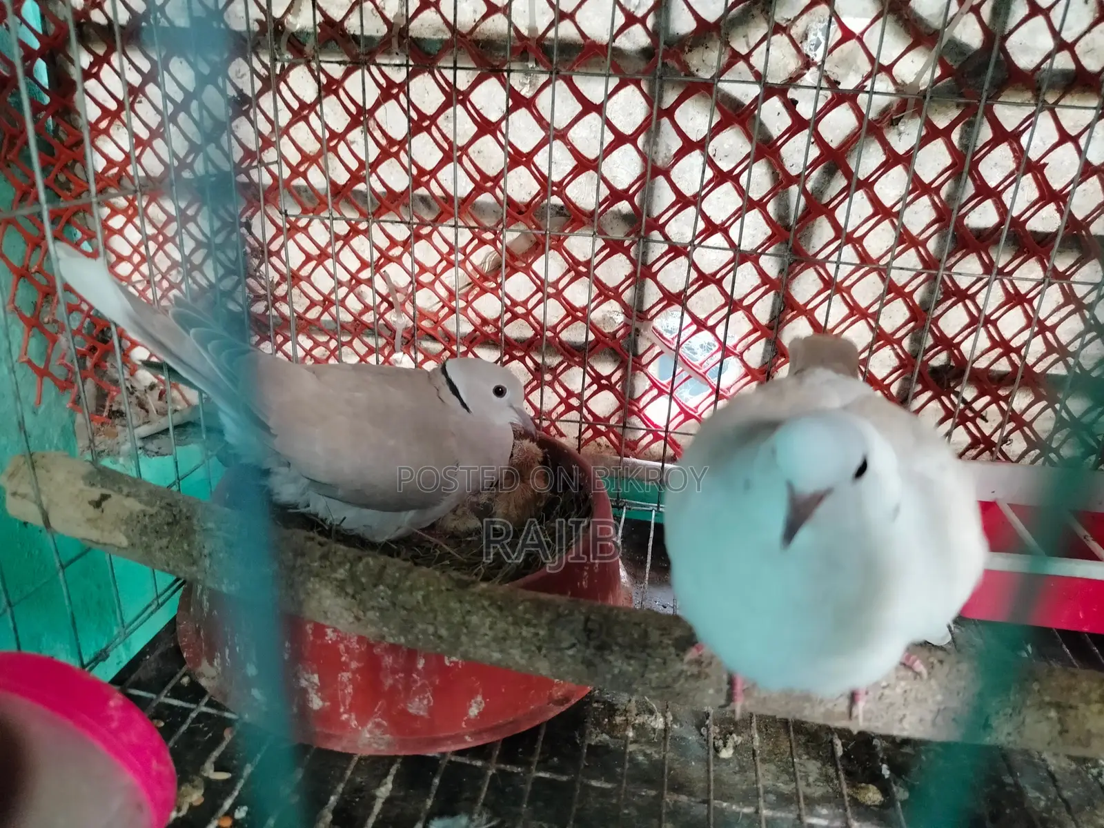 A pair of Australian Dove birds with chicks