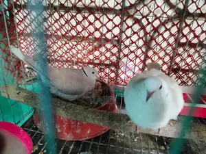 A pair of Australian Dove birds with chicks