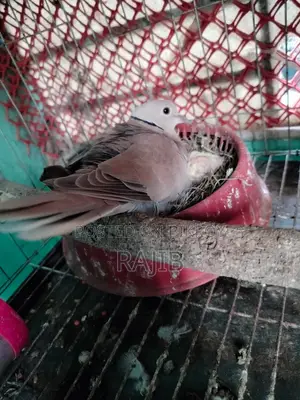 A pair of Australian Dove birds with chicks