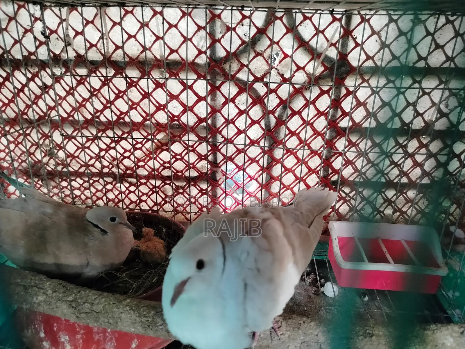 A pair of Australian Dove birds with chicks