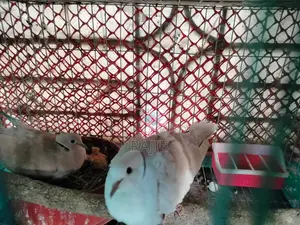 A pair of Australian Dove birds with chicks