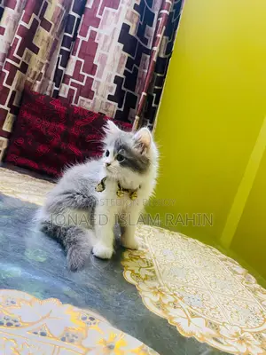 পুরুষ বিড়াল