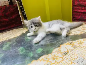 পুরুষ বিড়াল
