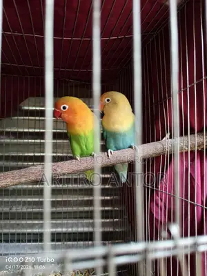 lovebirds baby