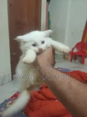 Persian Orio Long Hair