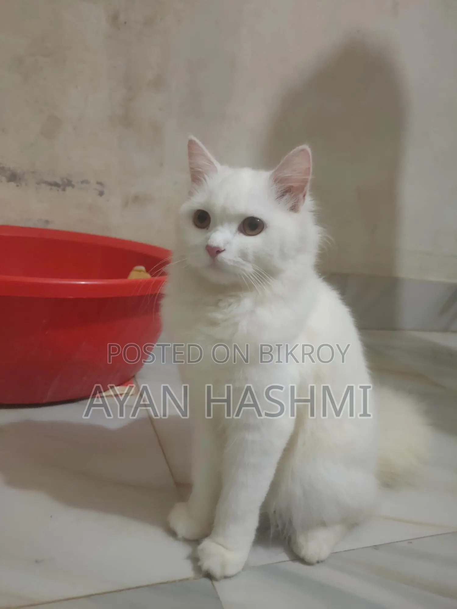 Persian Orio Long Hair
