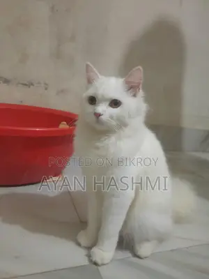 Persian Orio Long Hair