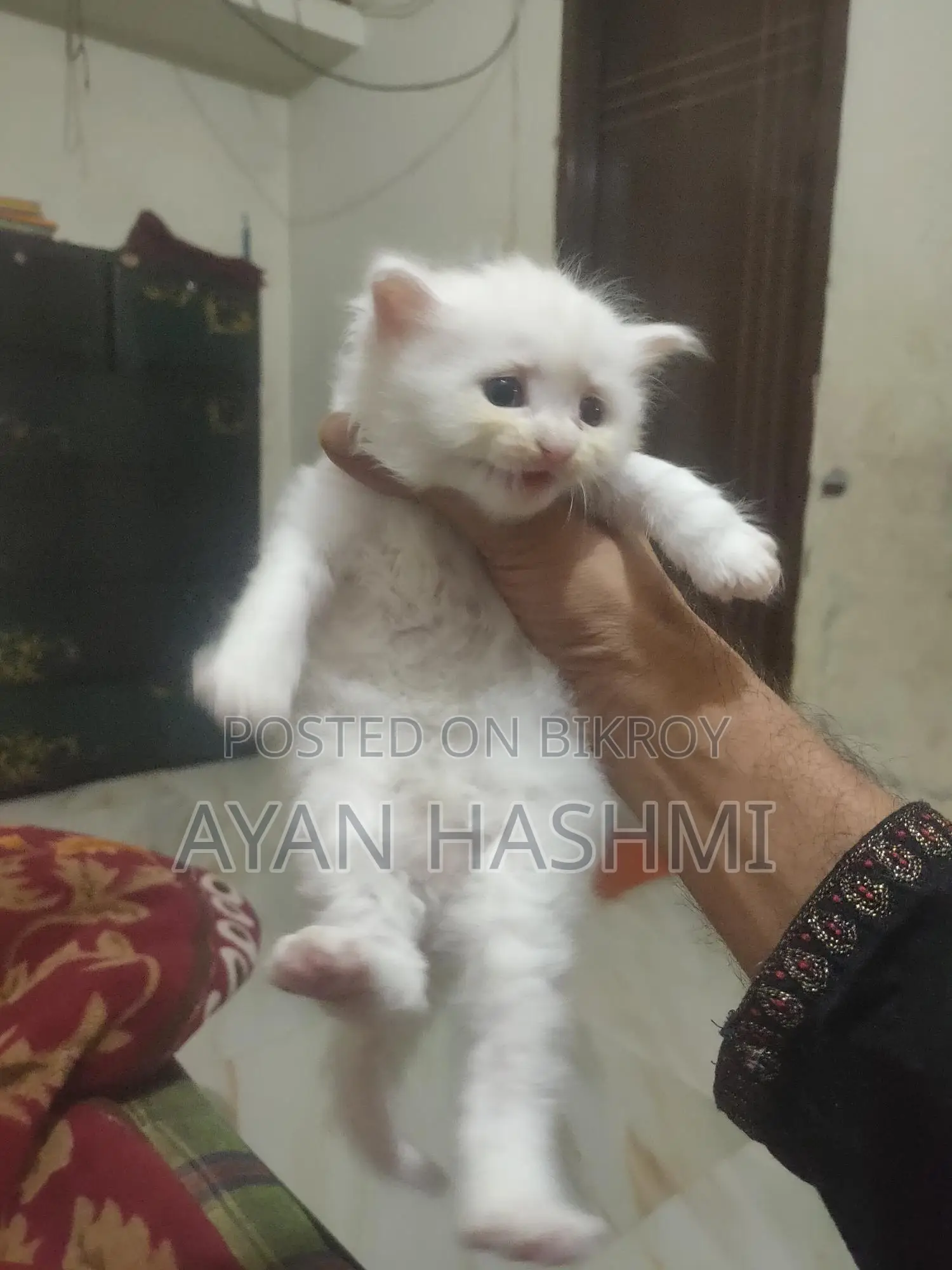 Persian Orio Long Hair