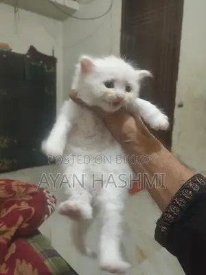 Persian Orio Long Hair