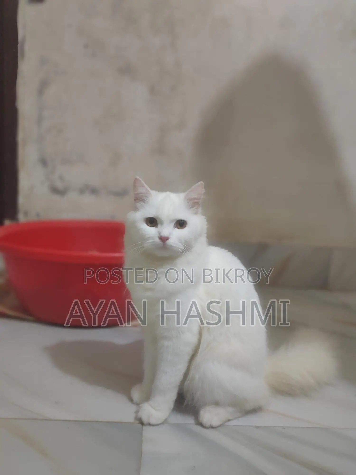 Persian Orio Long Hair