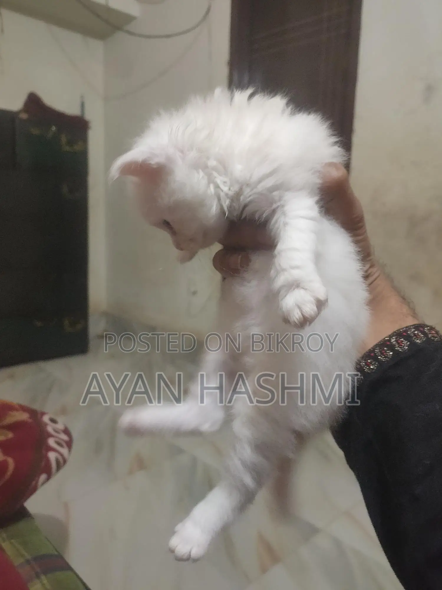 Persian Orio Long Hair