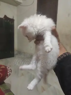 Persian Orio Long Hair